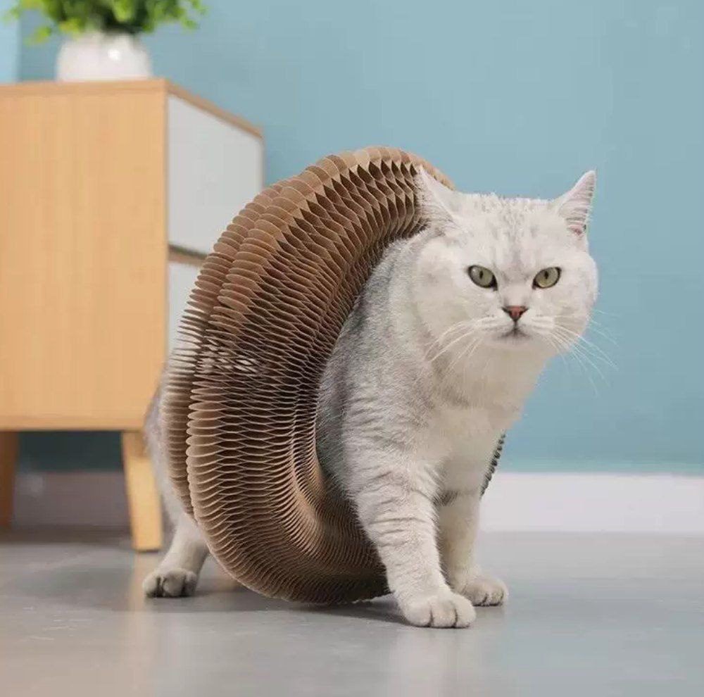 لهاية للقطط اوكورديون قابلة للطي مع كرة